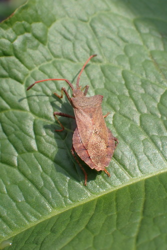 Dock Bug