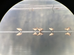 Limnodromus semipalmatus