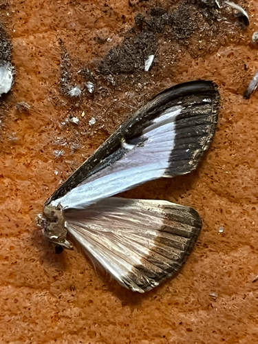 Box Tree Moth