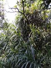 Freycinetia formosana