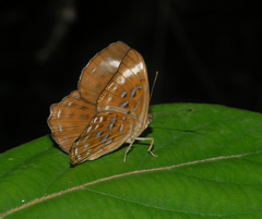 Taxila haquinus berthae