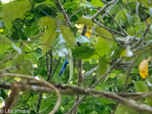 Long-tailed Broadbill (Psarisomus dalhousiae), photo 7