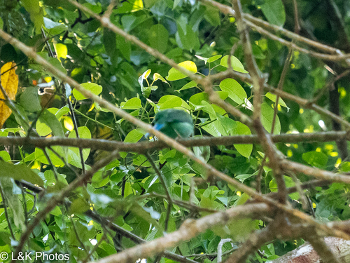 Long-tailed Broadbill (Psarisomus dalhousiae), photo 9