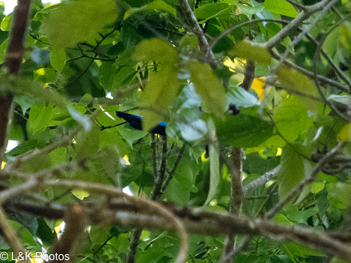 Long-tailed Broadbill (Psarisomus dalhousiae), photo 8