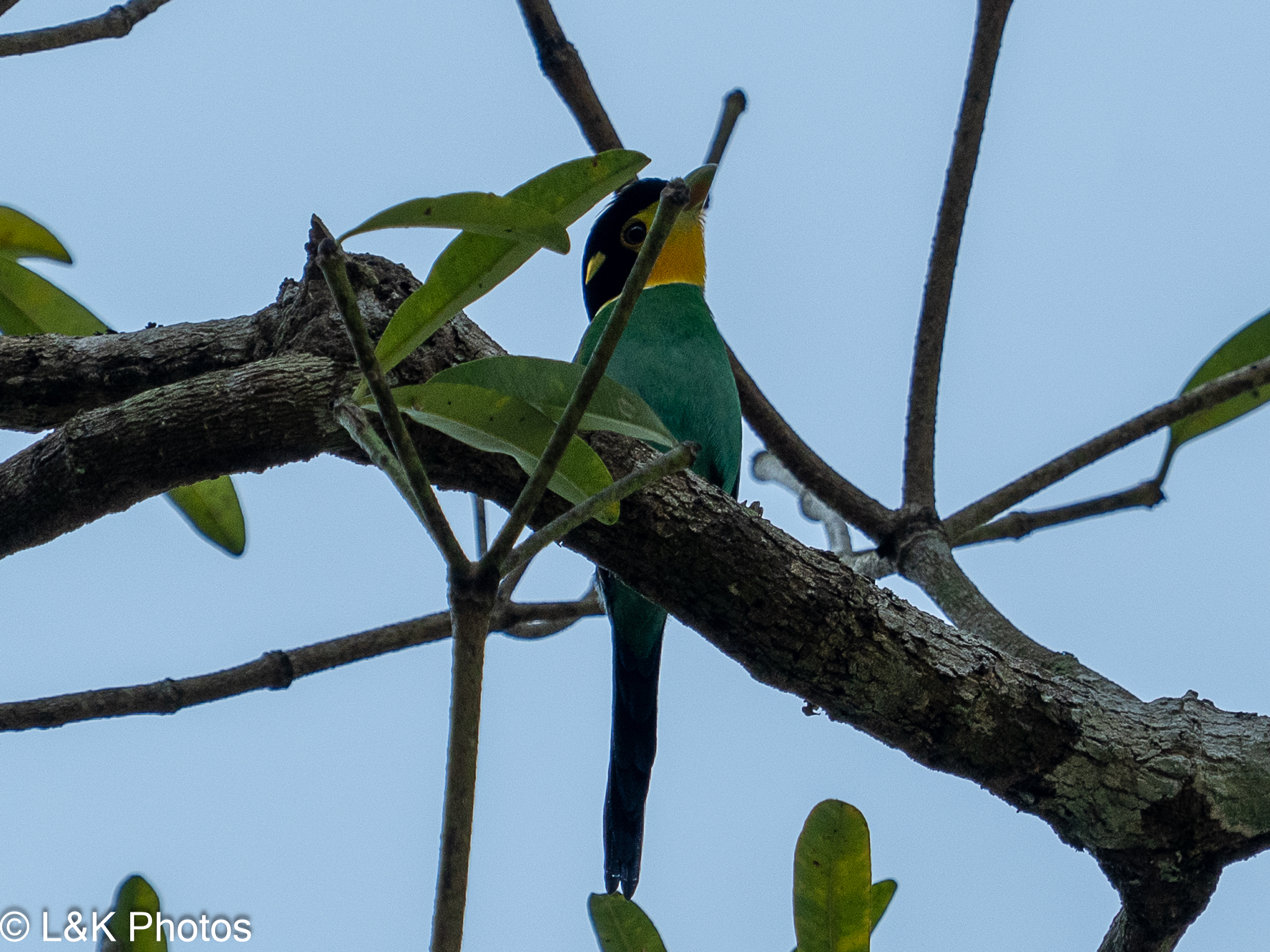 Long-tailed Broadbill (Psarisomus dalhousiae), photo 2