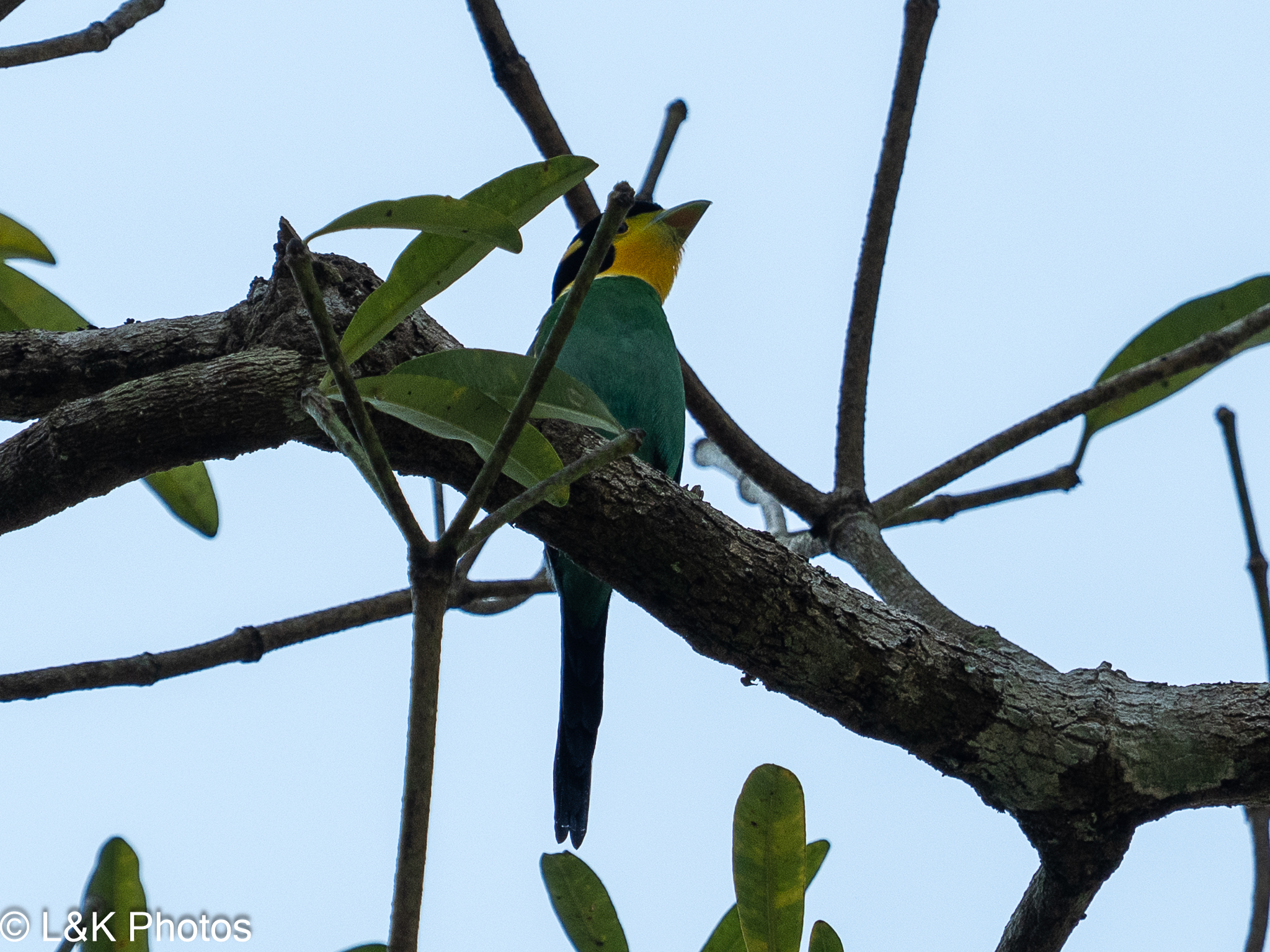 Long-tailed Broadbill (Psarisomus dalhousiae), photo 4