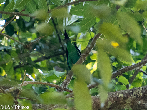 Long-tailed Broadbill (Psarisomus dalhousiae), photo 6