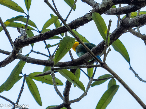 Long-tailed Broadbill (Psarisomus dalhousiae), photo 3