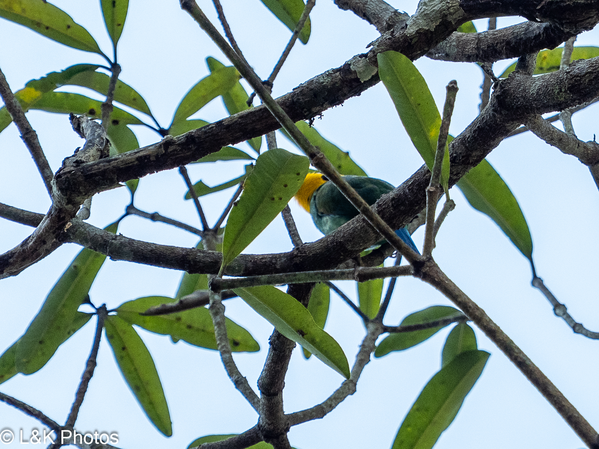 Long-tailed Broadbill (Psarisomus dalhousiae), photo 3