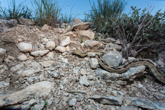 Bogertophis subocularis subocularis