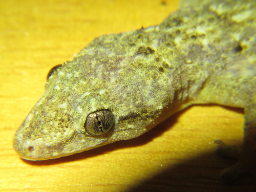 Hemidactylus palaichthus