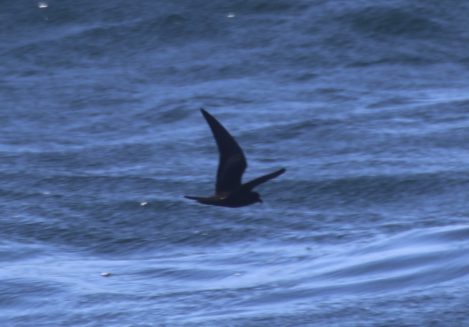 Black Storm Petrel (Hydrobates melania), photo 4