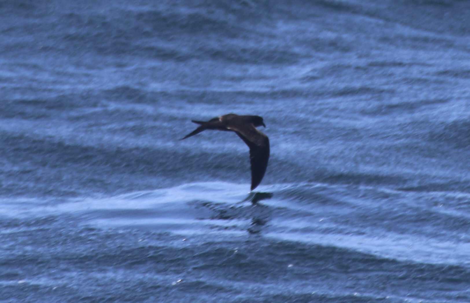 Black Storm Petrel (Hydrobates melania), photo 5