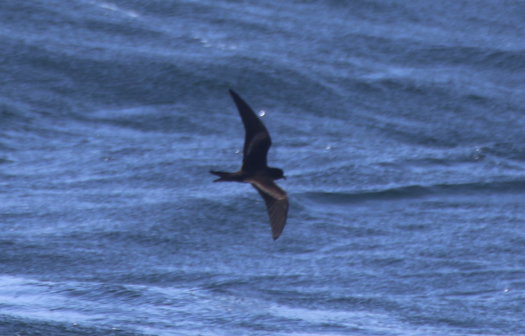 Black Storm Petrel (Hydrobates melania), photo 3