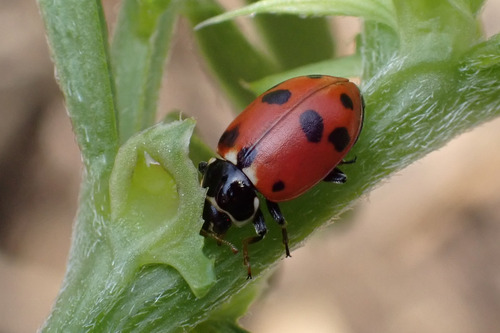 Variegated Lady Beetle
