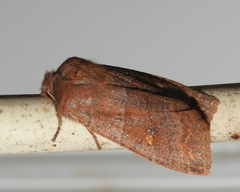 Eupsilia vinulenta