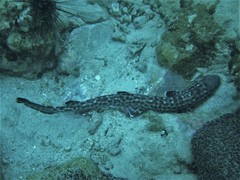 Atelomycterus marmoratus