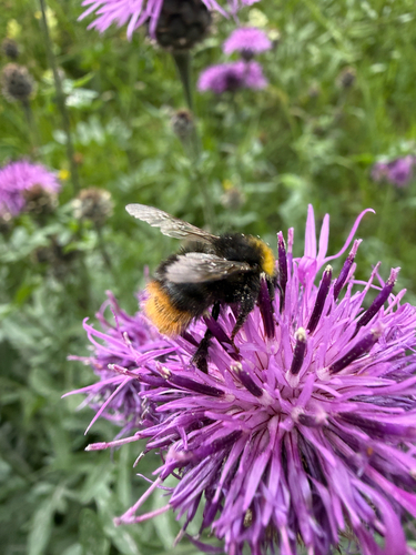 Early Bumble Bee