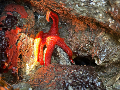 Pacific Blood Star