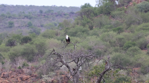 iNaturalist: (c) Chris Springsfeld, some rights reserved (CC BY-NC), uploaded by Chris Springsfeld iNaturalist image