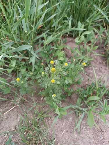 pineapple-weed