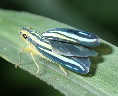 Poecilocarda cosmopolita