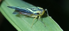 Poecilocarda cosmopolita