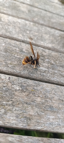Yellow-legged Hornet
