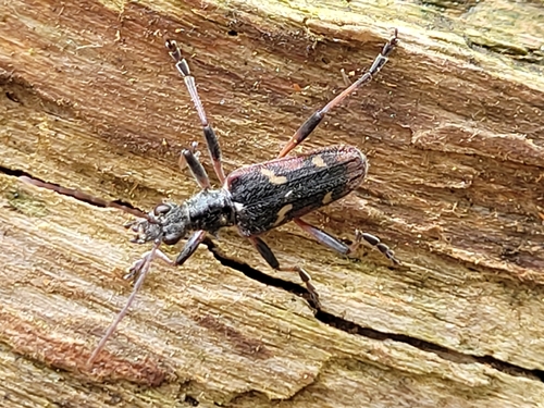 Two-banded Longhorn Beetle
