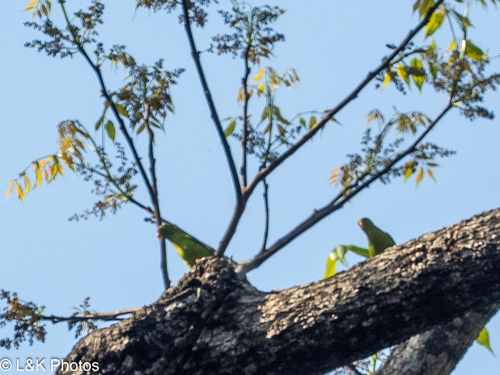 Vernal Hanging Parrot (Loriculus vernalis), photo 5