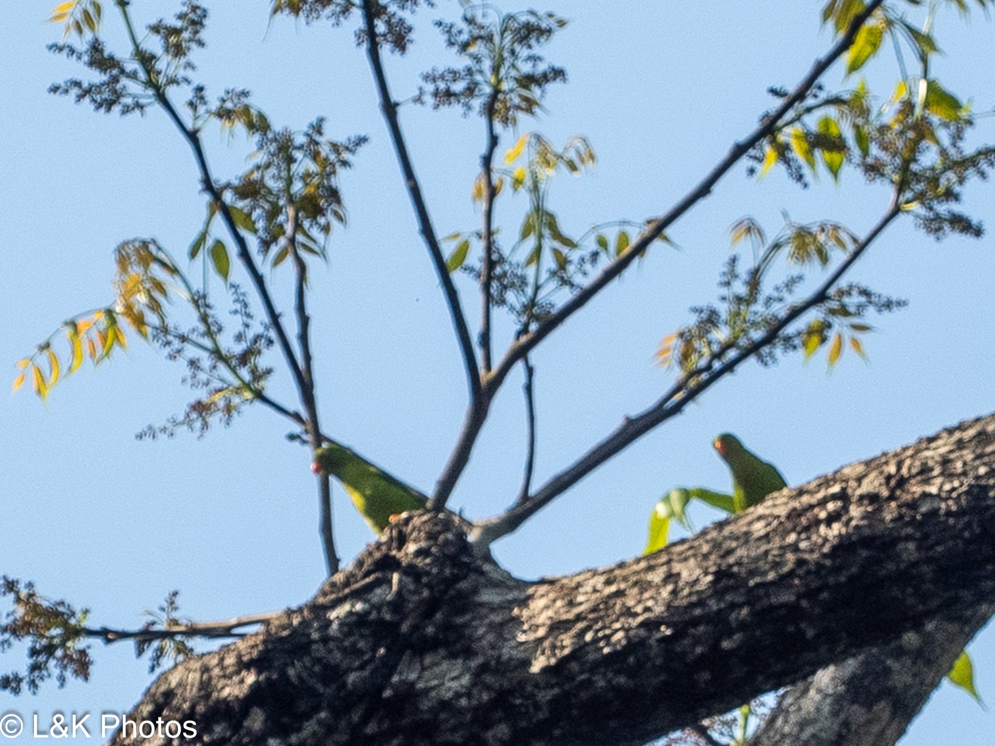 Vernal Hanging Parrot (Loriculus vernalis), photo 6