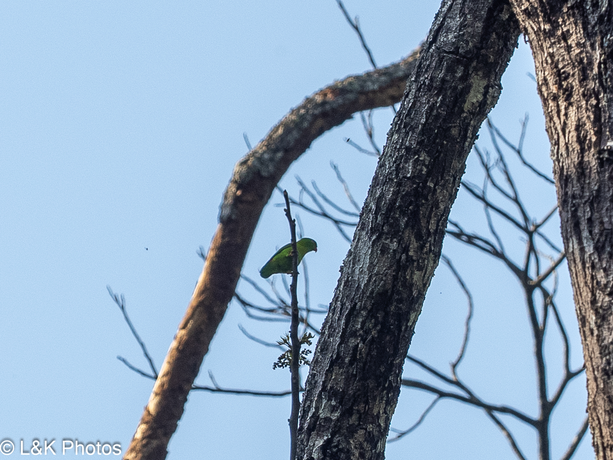 Vernal Hanging Parrot (Loriculus vernalis), photo 5