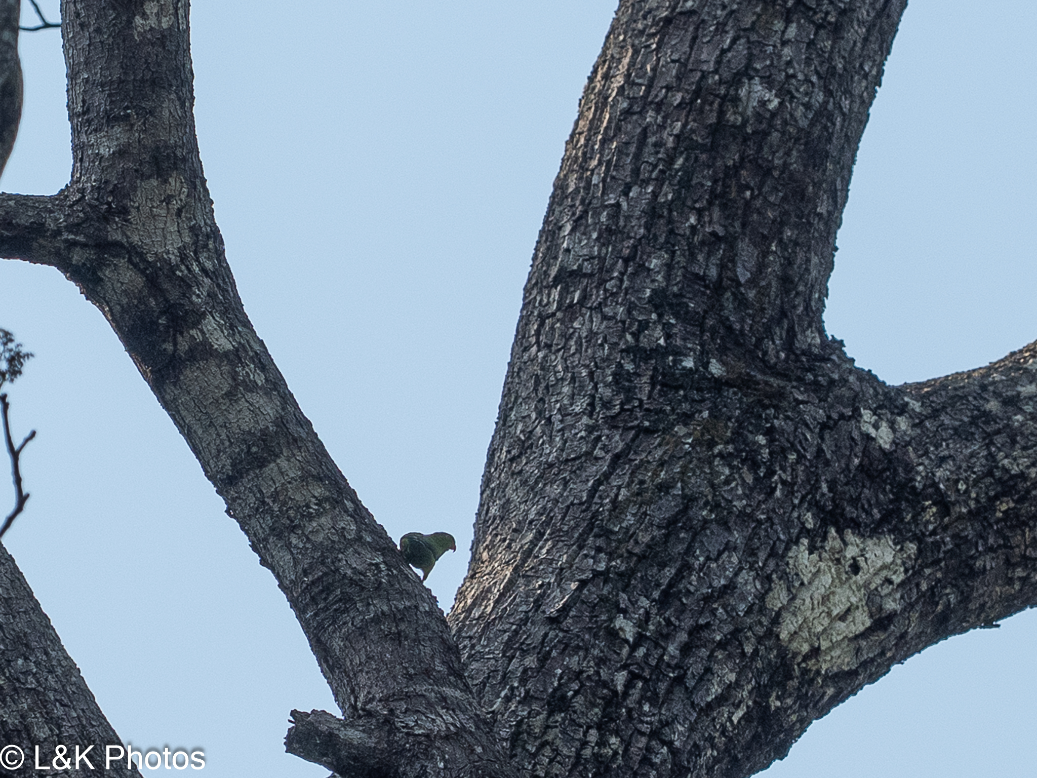 Vernal Hanging Parrot (Loriculus vernalis), photo 7