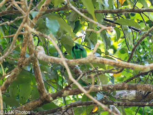 Long-tailed Broadbill (Psarisomus dalhousiae), photo 10