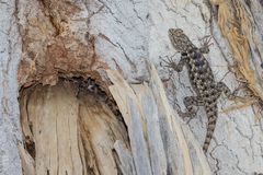 Sceloporus bimaculosus