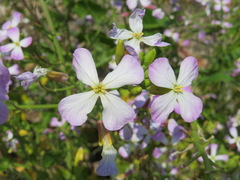 Raphanus sativus raphanistroides