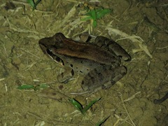Leptodactylus guianensis