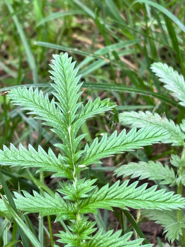 common silverweed