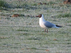 Chroicocephalus ridibundus