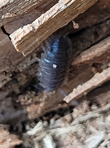 Common Rough Woodlouse