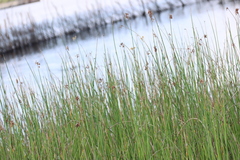 Cyperus articulatus, photograph (c) Tony Rebelo, some rights reserved (CC BY-SA)