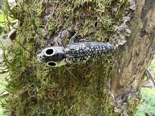 Eastern Eyed Click Beetle
