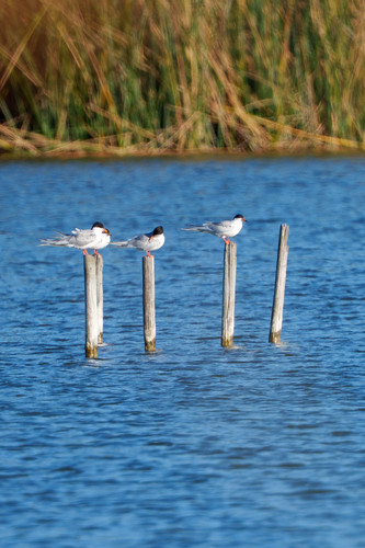 iNaturalist observation photo of Forster's Tern