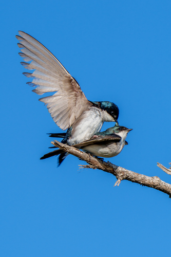 iNaturalist observation photo of Tree Swallow