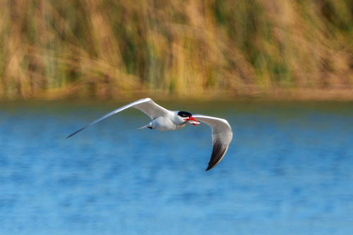 iNaturalist observation photo of Caspian Tern