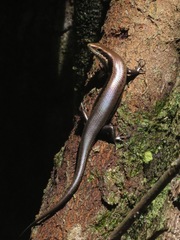 Copeoglossum nigropunctatum