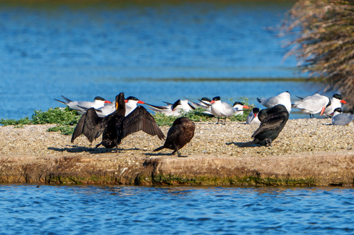 iNaturalist observation photo of Double-crested Cormorant