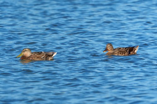 iNaturalist observation photo of Mallard