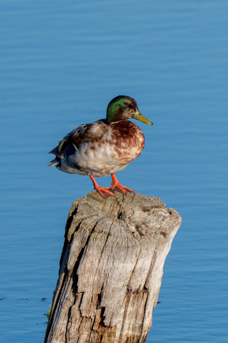 iNaturalist observation photo of Mallard