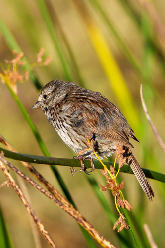iNaturalist observation photo of Song Sparrow